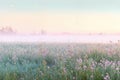 A tranquil view of an early spring meadow, mist delicately rising from the dew-drenched grass, the first light of morning casting