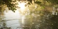 Tranquil View of Rippling Water Surface with Sunlight Reflection, Tree Branches with Sunlight Reflection, and Copy Space Royalty Free Stock Photo