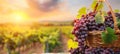 Tranquil vineyard at dusk bountiful harvest of luscious grapes in various hues in a rustic setting