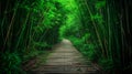 Tranquil Walkway Through Lush Green Bamboo Forest Royalty Free Stock Photo