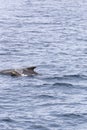 In the tranquil waters near Andenes, a long-finned pilot whale calf stays close to its mother Royalty Free Stock Photo