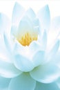 Tranquil White Lotus Blossom Serenely Floating Calm Waters, Enhanced by Gentle Sunlight