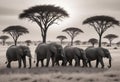 Tranquil Wildlife: A Serene Herd of Elephants Royalty Free Stock Photo