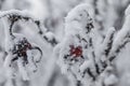 Tranquil Winter Beautiful Landscape With Line of Wild Rose or Hips Berries Covered With Hoarfrost Royalty Free Stock Photo