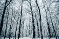 tranquil winter forest under white