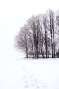 Tranquil winter landscape