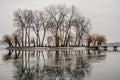 Tranquil Winter Reflections of Leafless Trees by a Frosty Lake