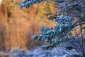 Tranquil winter scene featuring a barren tree with its branches heavily laden with snow Royalty Free Stock Photo