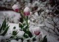 Tranquil winter scene featuring a cluster of delicate pink tulips emerging from a blanket of snow