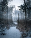 Tranquil winter scene of a snow-covered path that winds through a peaceful forest. Royalty Free Stock Photo