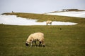 Tranquil winter scene of three white sheep grazing on a pristine snow-covered field Royalty Free Stock Photo