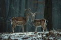 Two spotted deer stand in a snowy forest during a serene winter afternoon, surrounded by tall trees and gentle snowfall Royalty Free Stock Photo