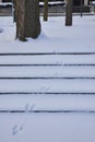 Tranquil Winter Tree and Snowy Steps with Animal Tracks, Fort Wayne