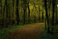 Tranquil wooded path through the Black Forest, Germany, near Opfingen Royalty Free Stock Photo