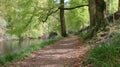 Tranquil Forest Path Beside a Gentle River with Bluebells Royalty Free Stock Photo