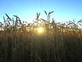 Tranquile scene with evening sun shining through rye wheat corn stems under blue clear sky