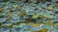 Tranquility in Bloom: Hibiscus Mutabilis by the Pond