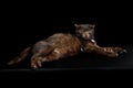 Tranquility brown cat on black background Royalty Free Stock Photo