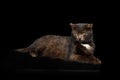 Tranquility brown cat on black background Royalty Free Stock Photo