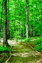 Tranquility-a path in the middle of the forest Royalty Free Stock Photo
