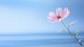 tranquility pink flowers blue background