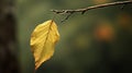 tranquility rustic leaf Royalty Free Stock Photo