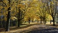 Tranquility scene of a country road in autumn with light and shadow