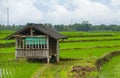 Tranquility Scene of Peaceful Village