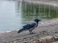 Tranquility at sea, calm water, unspoiled horizon, waterweed, crow`s pictures in the foreground Royalty Free Stock Photo