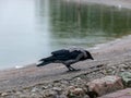 Tranquility at sea, calm water, unspoiled horizon, waterweed, crow`s pictures in the foreground Royalty Free Stock Photo