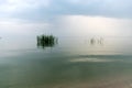 Tranquility at sea, calm water, unspoiled horizon, waterweed Royalty Free Stock Photo