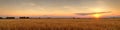 Tranquility of a vast wheat field at sunset, Royalty Free Stock Photo