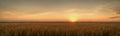 Tranquility of a vast wheat field at sunset, with the warm tones of the sky Royalty Free Stock Photo