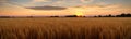 Tranquility of a vast wheat field at sunset, with the warm tones of the sky Royalty Free Stock Photo