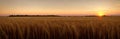 Tranquility of a vast wheat field at sunset, with the warm tones of the sky Royalty Free Stock Photo