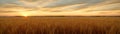 Tranquility of a vast wheat field at sunset, with the warm tones of the sky Royalty Free Stock Photo