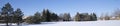 Tranquillity scene of a panoramic view of pine trees in winter park