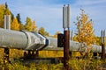 The Trans-Alaska Pipeline in Fall Royalty Free Stock Photo