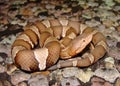 Trans-Pecos Copperhead Snake Royalty Free Stock Photo