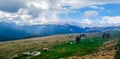 Transalpina landscape wallpaper with horses Royalty Free Stock Photo