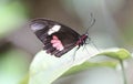Transandean cattleheart - (Parides iphidamas) on a sheet Royalty Free Stock Photo