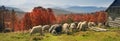 Transcarpathian pastures in autumn Royalty Free Stock Photo