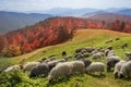 Transcarpathian pastures in autumn Royalty Free Stock Photo