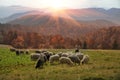 Transcarpathian pastures in autumn Royalty Free Stock Photo