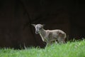 Transcaspian urial lamb Royalty Free Stock Photo