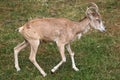 Transcaspian urial (Ovis orientalis arkal).