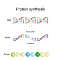 Transcription and translation. Protein synthesis Royalty Free Stock Photo