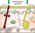 Transdermal drugs delivery system