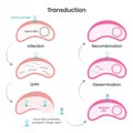 Horizontal gene transfer via transduction vector illustration scientific infographic
