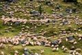 The Transfagarasan Highway is Romania's most spectacular road Royalty Free Stock Photo